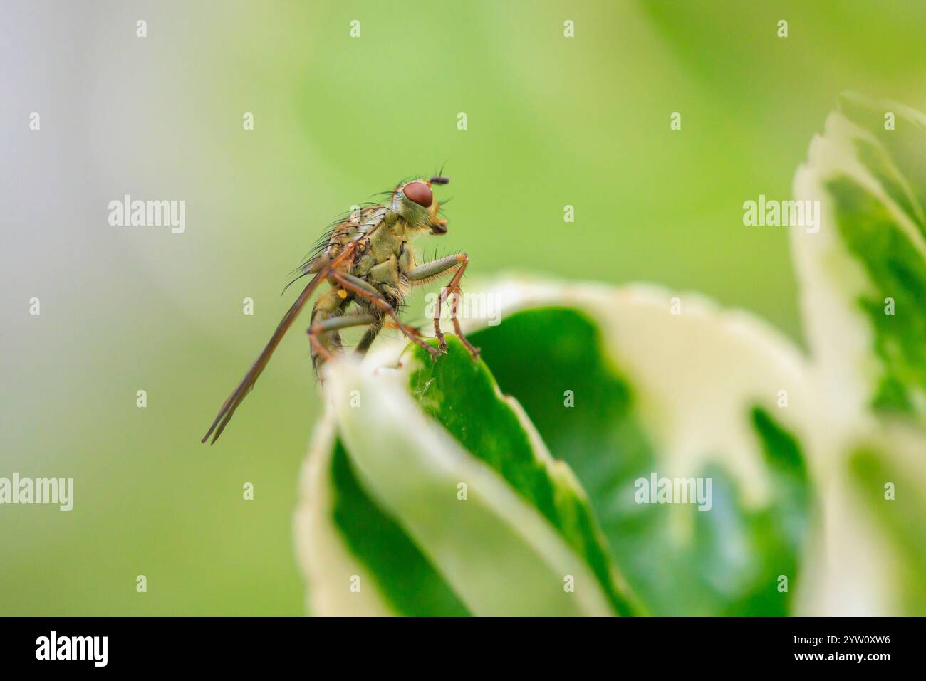 Gold Insect London Closeup of a Scathophaga stercoraria insect, also known as the yellow ...