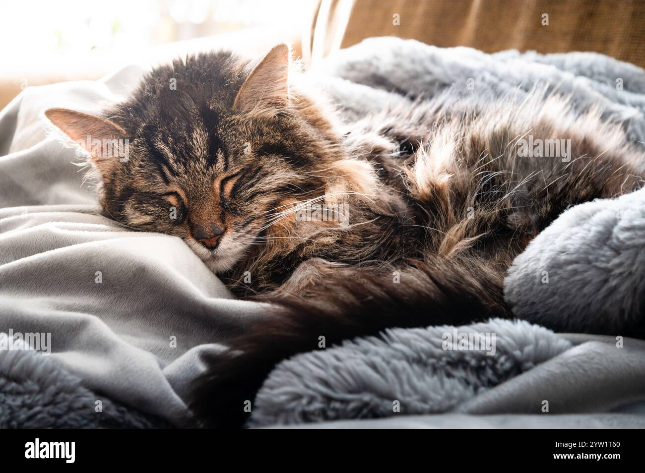Brown tabby cat sleeping in the sunshine on a gray blanket Stock Photo