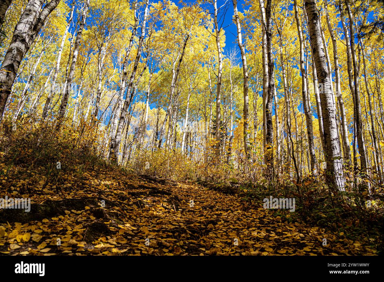 View tall trees green leaves hi-res stock photography and images - Alamy