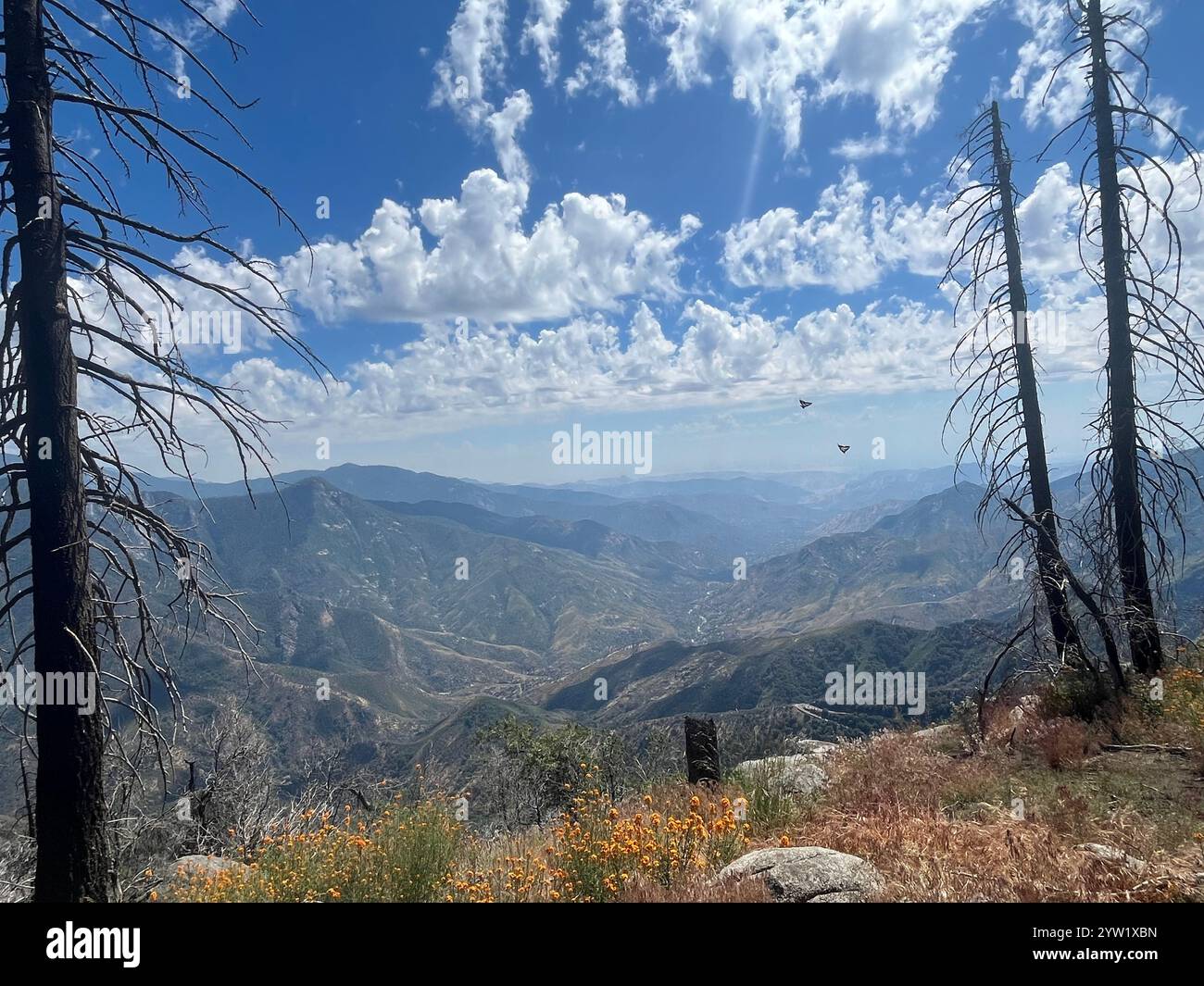 The western half of Sequoia National Park - Smartphone Captured Stock Image