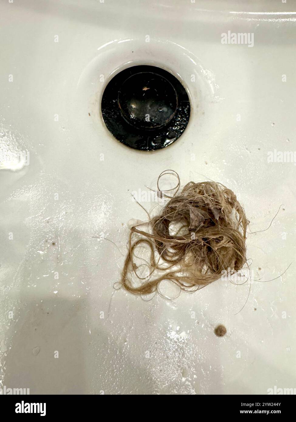 Removed wad of hair from a clogged bathroom sink that was draining very slow Stock Photo - Alamy
