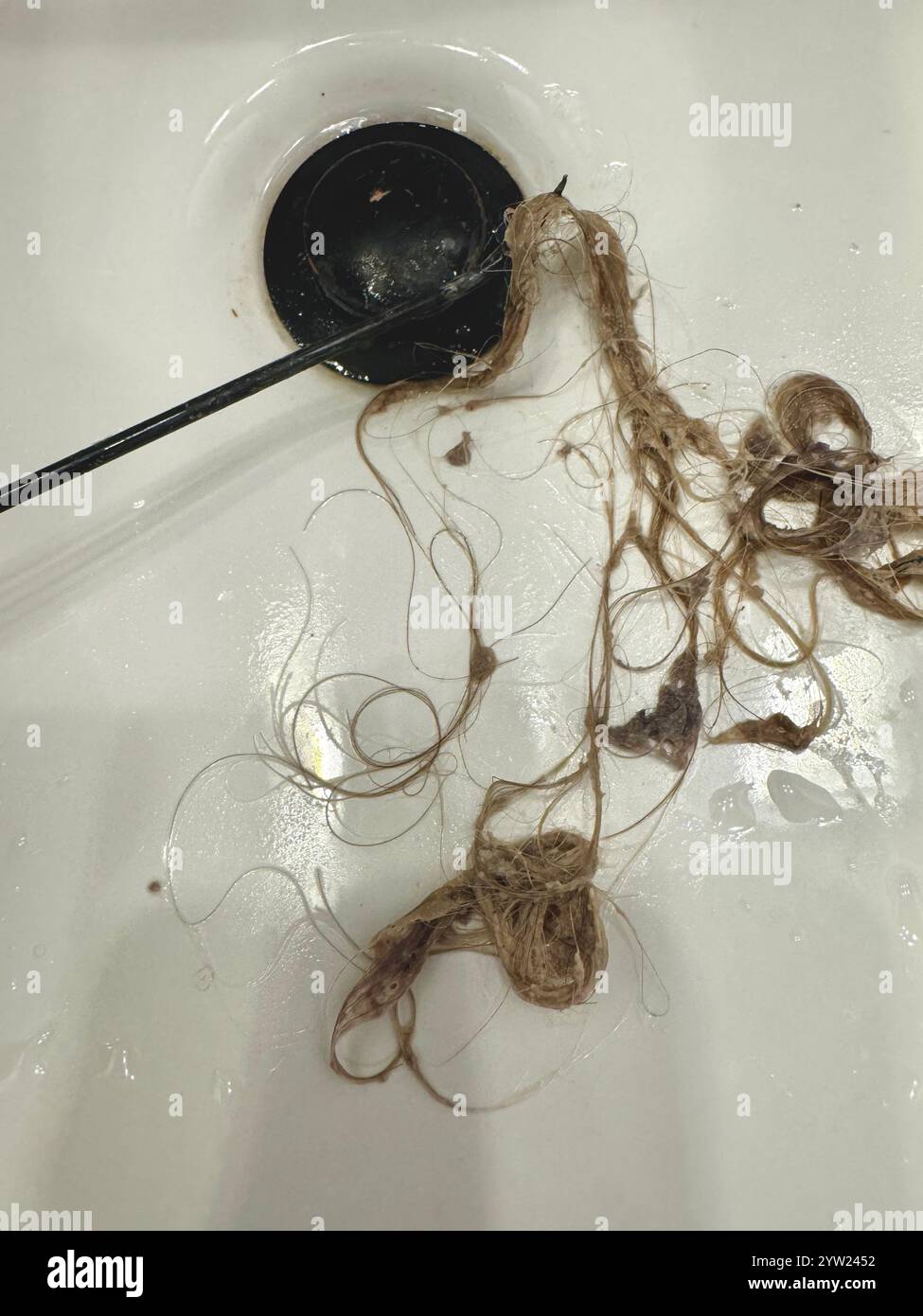 Removing a wad of hair from a clogged bathroom sink Stock Photo - Alamy
