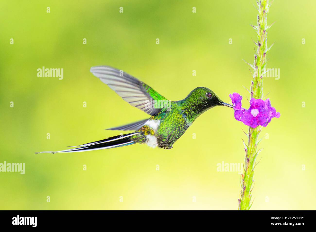 Green Thorntail (Discosura conversii) in flight feeding on nectar from blooming flower, Costa Rica, Stock Photo