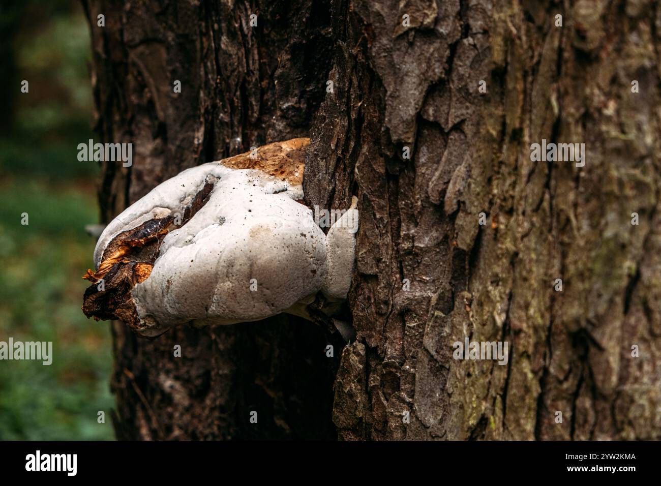 Tree with fungi growth in a dense forest. Highlights medicinal uses ...
