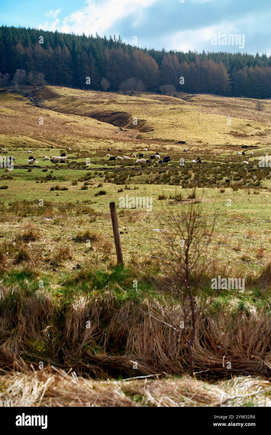 Sheep grazing on a sunny hillside with a backdrop of a forest and blue sky with clouds, Highlands, Scotland Stock Photo