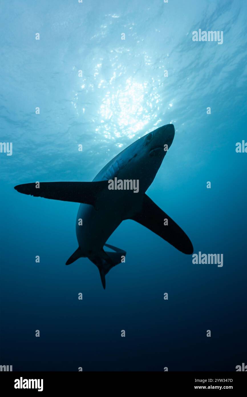 Pelagic Thresher Shark, Alopias pelagicus, Malalpascua Island, Cebu, Philippines Stock Photo