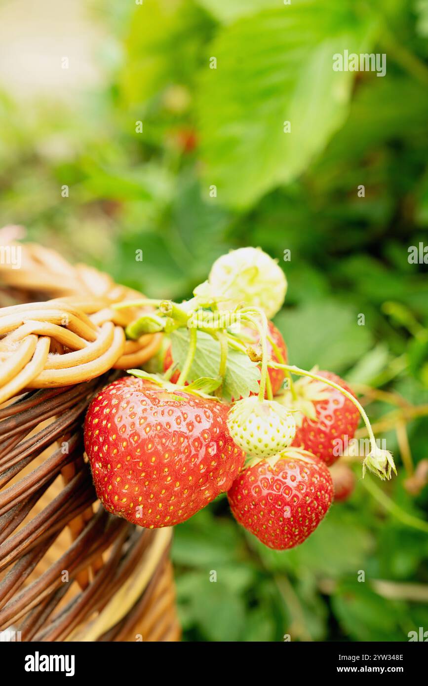 Strawberries on the vine hi-res stock photography and images - Alamy