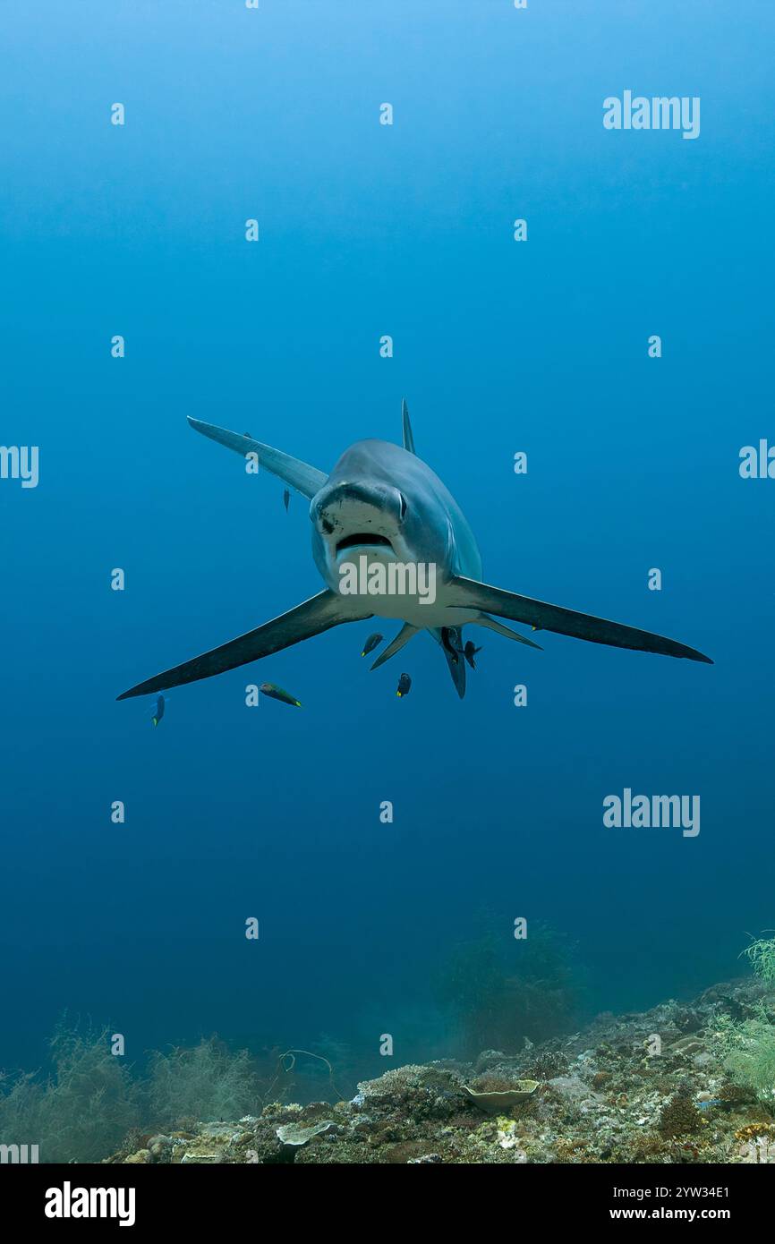 Pelagic Thresher Shark, Alopias pelagicus, Malalpascua Island, Cebu, Philippines Stock Photo