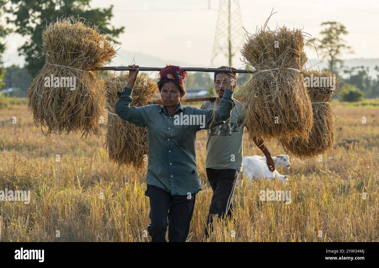 Farmers carries harvested rice paddy, in a rice agricultural field, in ...