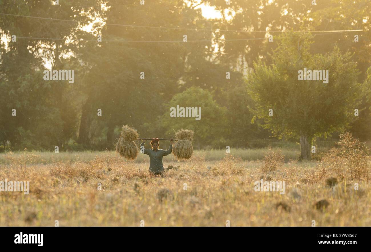 A woman farmer carries harvested rice paddy, in a rice agricultural ...