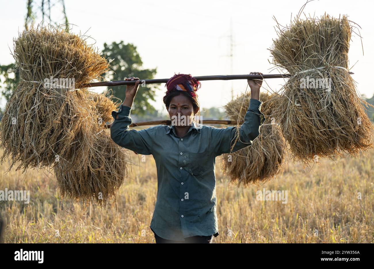 A woman farmer carries harvested rice paddy, in a rice agricultural ...