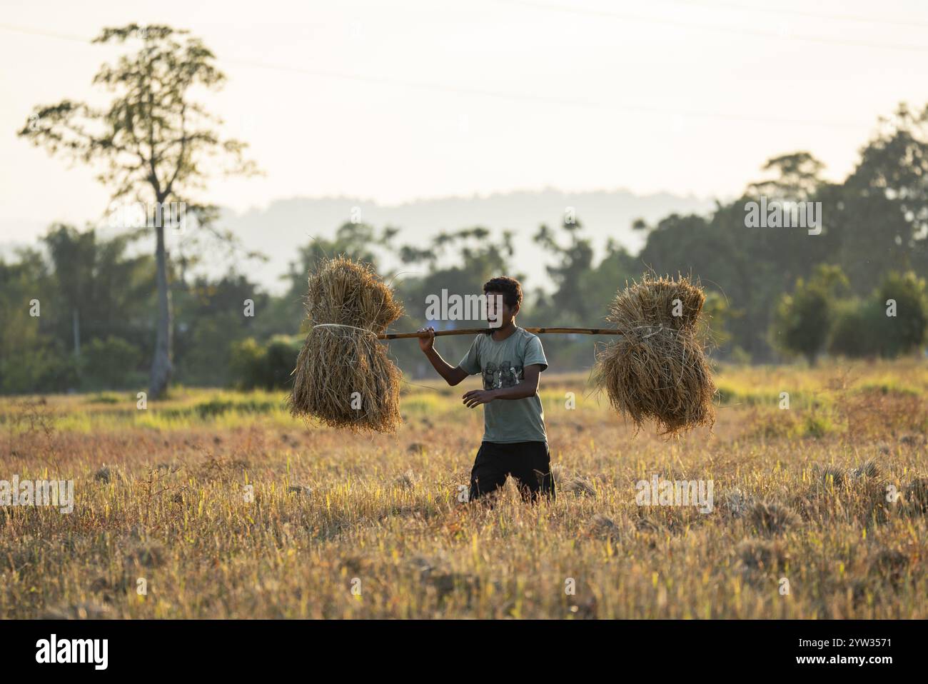 Farmer carries harvested rice paddy, in a rice agricultural field, in ...