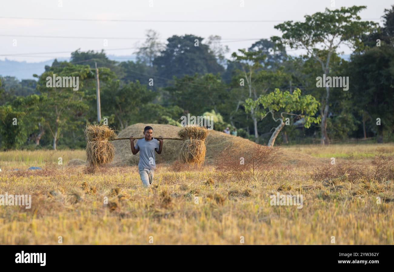 Surendra Sali Rice Farmer carries harvested rice paddy, in a rice agricultural field, in ...