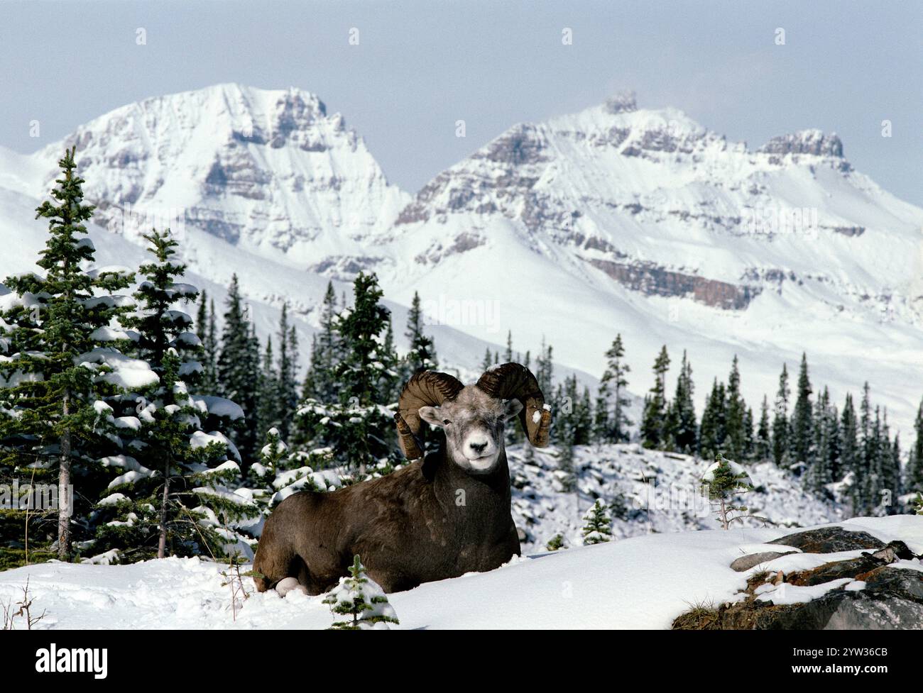 Bighorn Sheep, ram, in winter, Jasper national park, Alberta, Canada ...