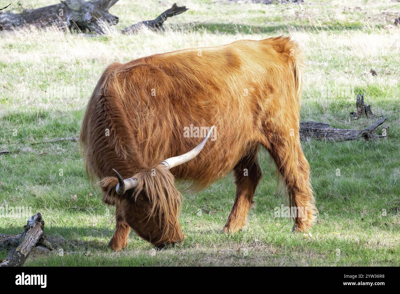 Scottish highland cattle on the pasture Stock Photo - Alamy