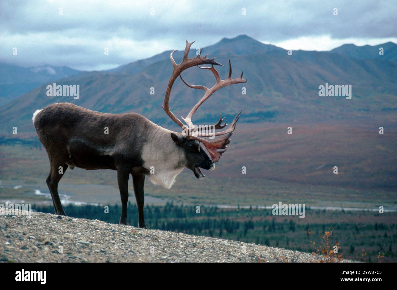 Caribou Bull Denali National Park Alaska USA Rangifer Tarandus caribou-bull-denali-national-park-alaska-usa-rangifer-tarandus