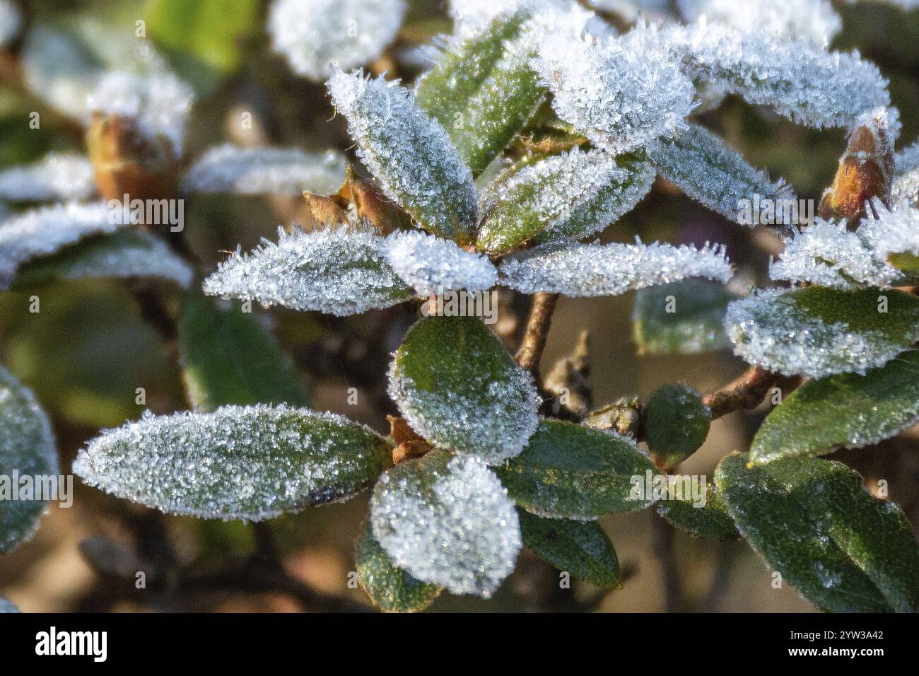Freezing Image Freezing rains hi-res stock photography and images - Alamy