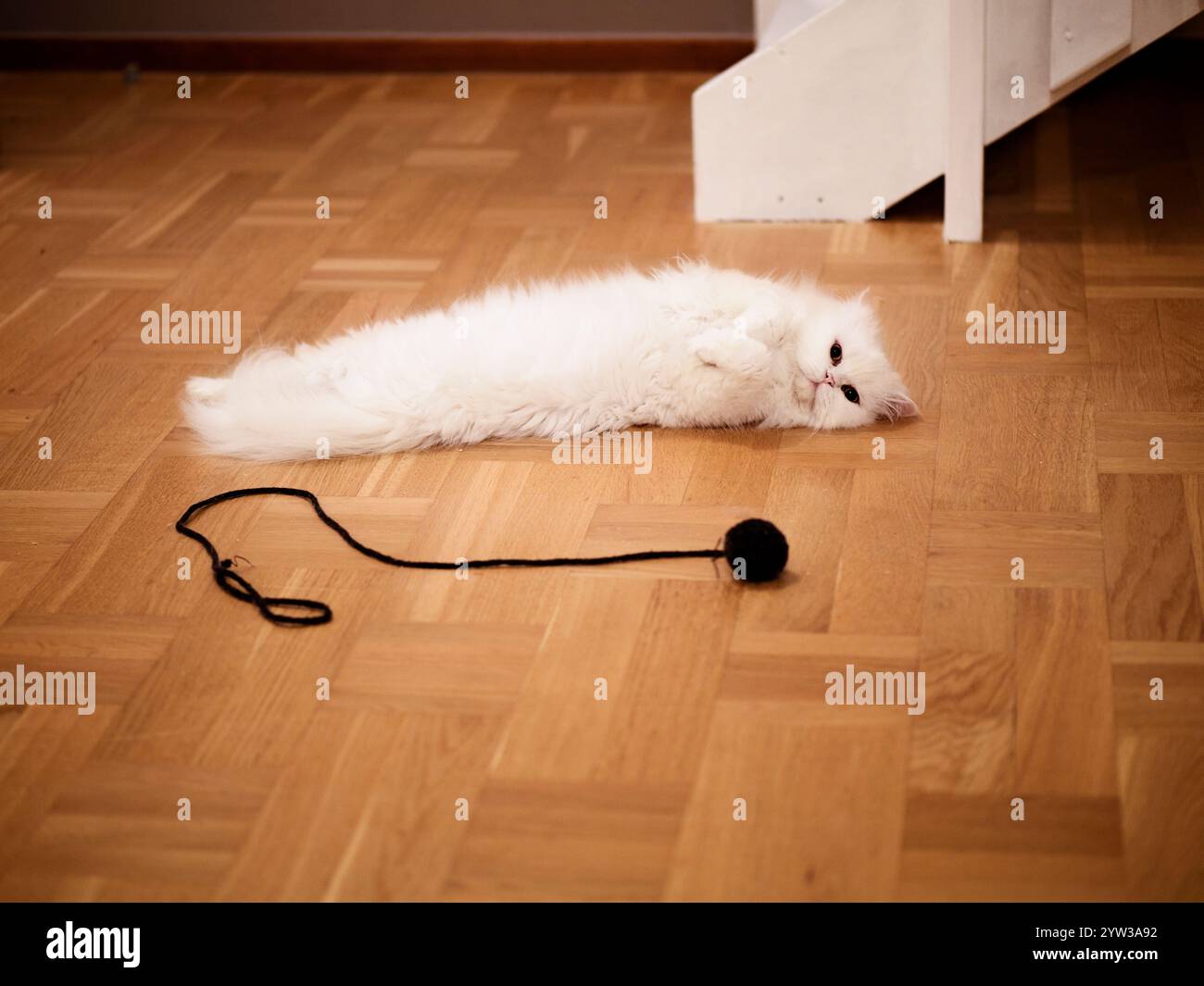 Adorable white fluffy cat stretched out on the floor with a toy Stock ...