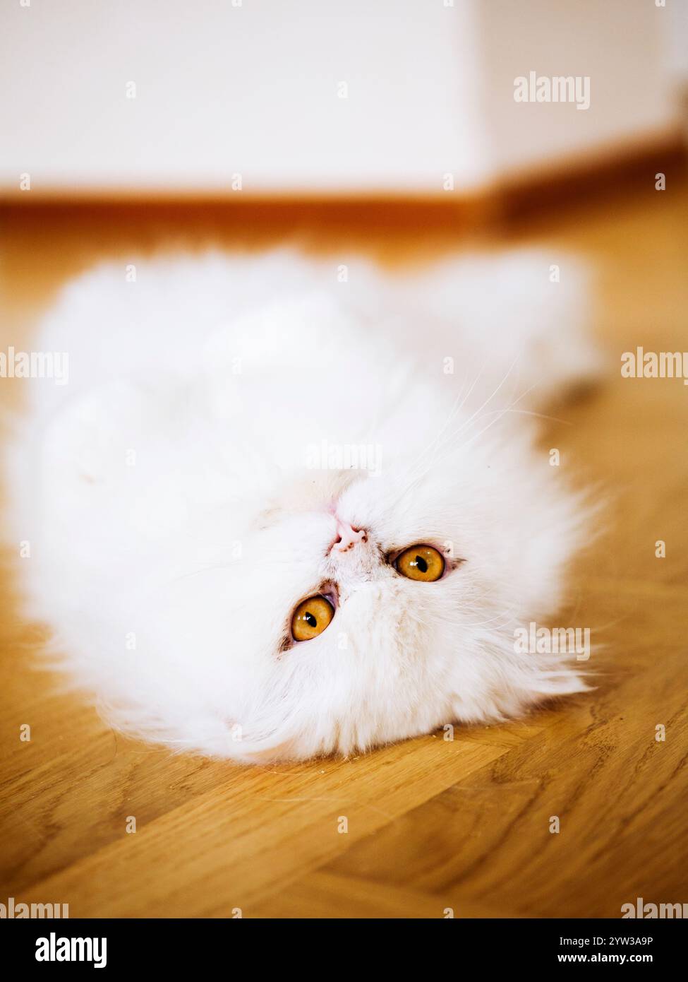 Beautiful clean fluffy white cat lying on the floor Stock Photo - Alamy