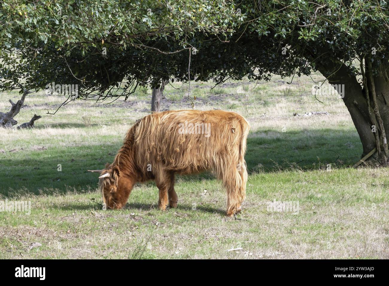 Scottish highland cattle on the pasture Stock Photo - Alamy