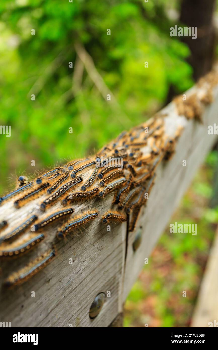 Group caterpillars crawling on hi-res stock photography and images - Alamy