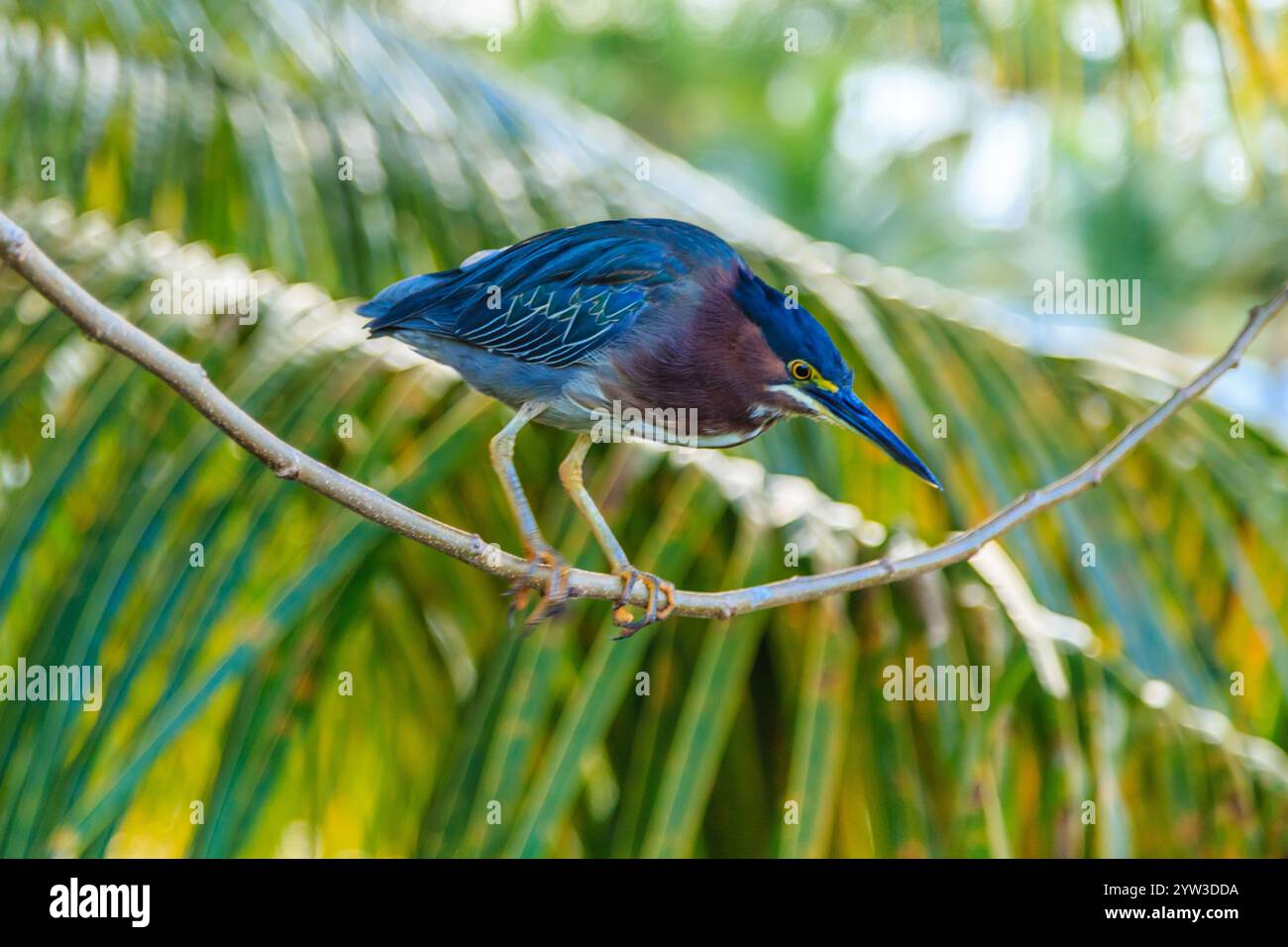 A bird is perched on a branch in a lush green forest. The bird is small and brown, with a blue beak. The scene is peaceful and serene, with the bird l Stock Photo