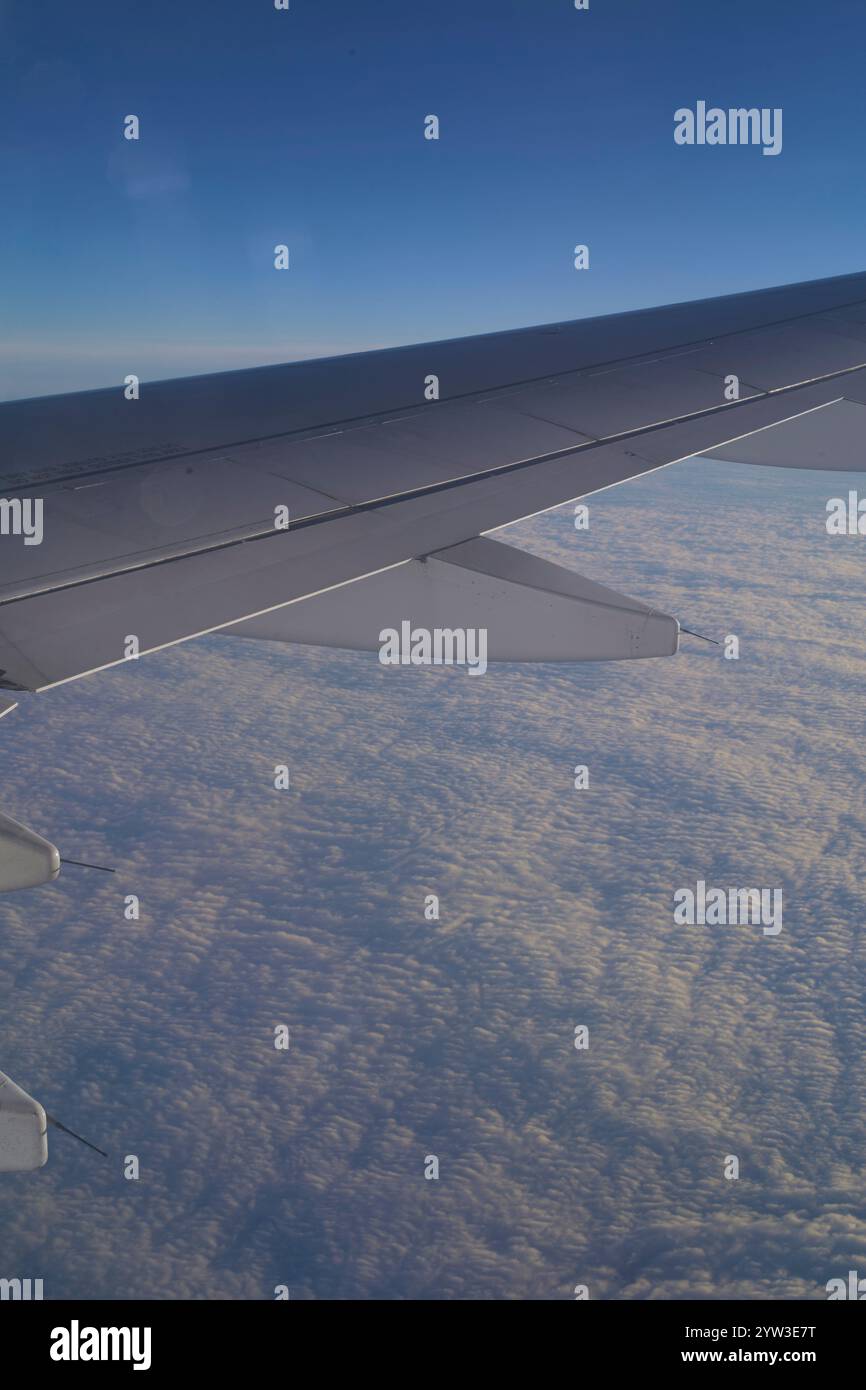Clear wing pattern hi-res stock photography and images - Alamy