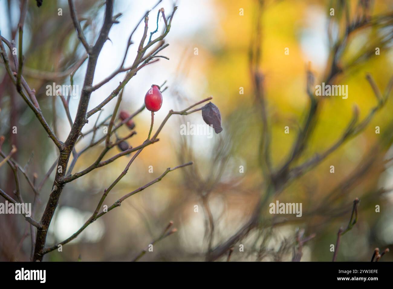 Hips up hi-res stock photography and images - Alamy
