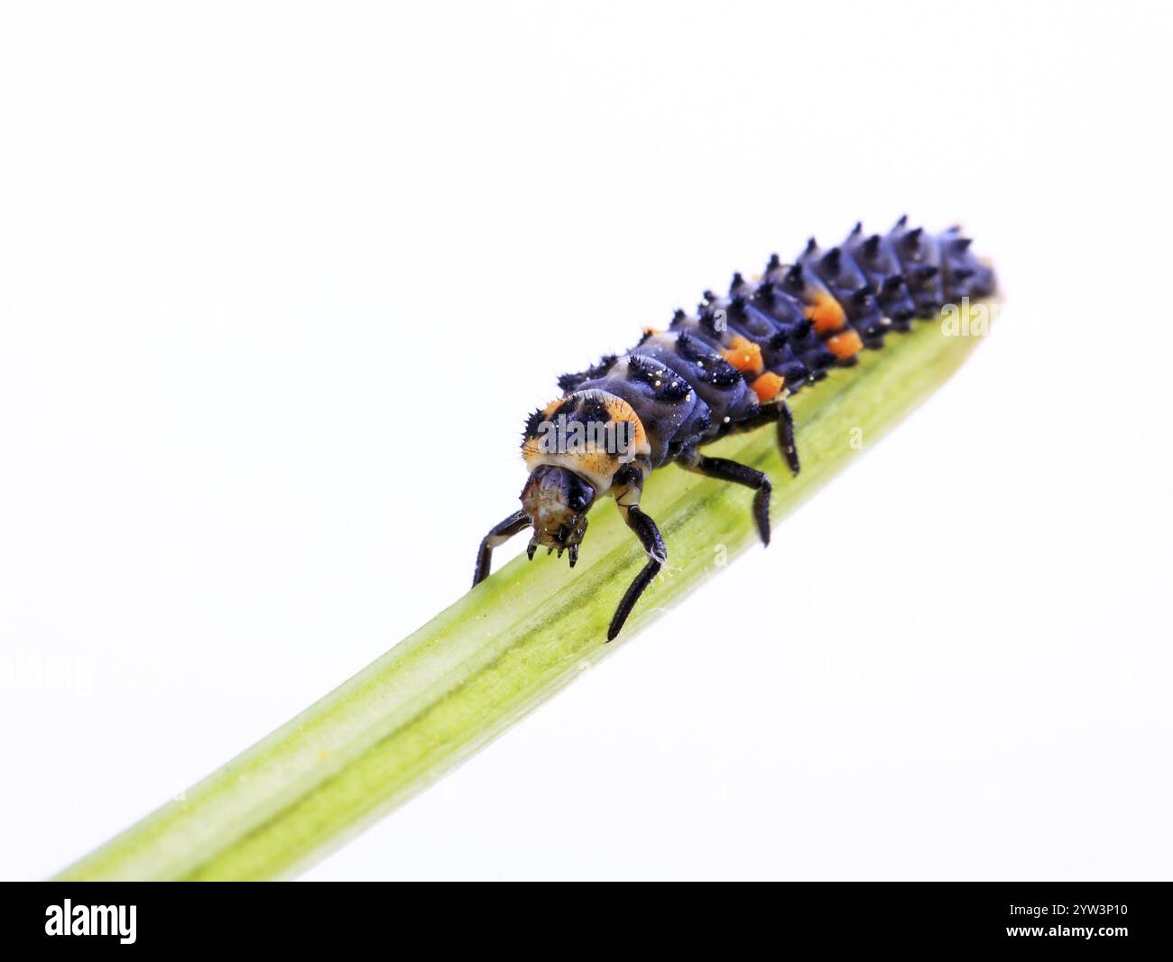 Larva of a seven-spot ladybird (Coccinella septempunctata), hard-working helper of the gardener as this larva consumes many aphids. Lahn-Dill district Stock Photo