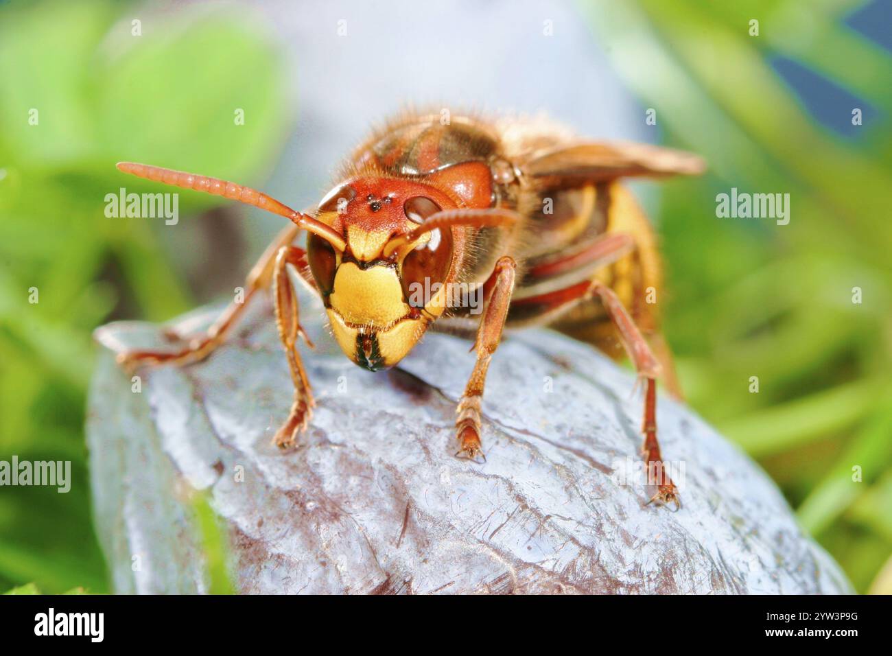 Hornet (Vespa crabro) on a dried up plum, animals, insect, insects ...