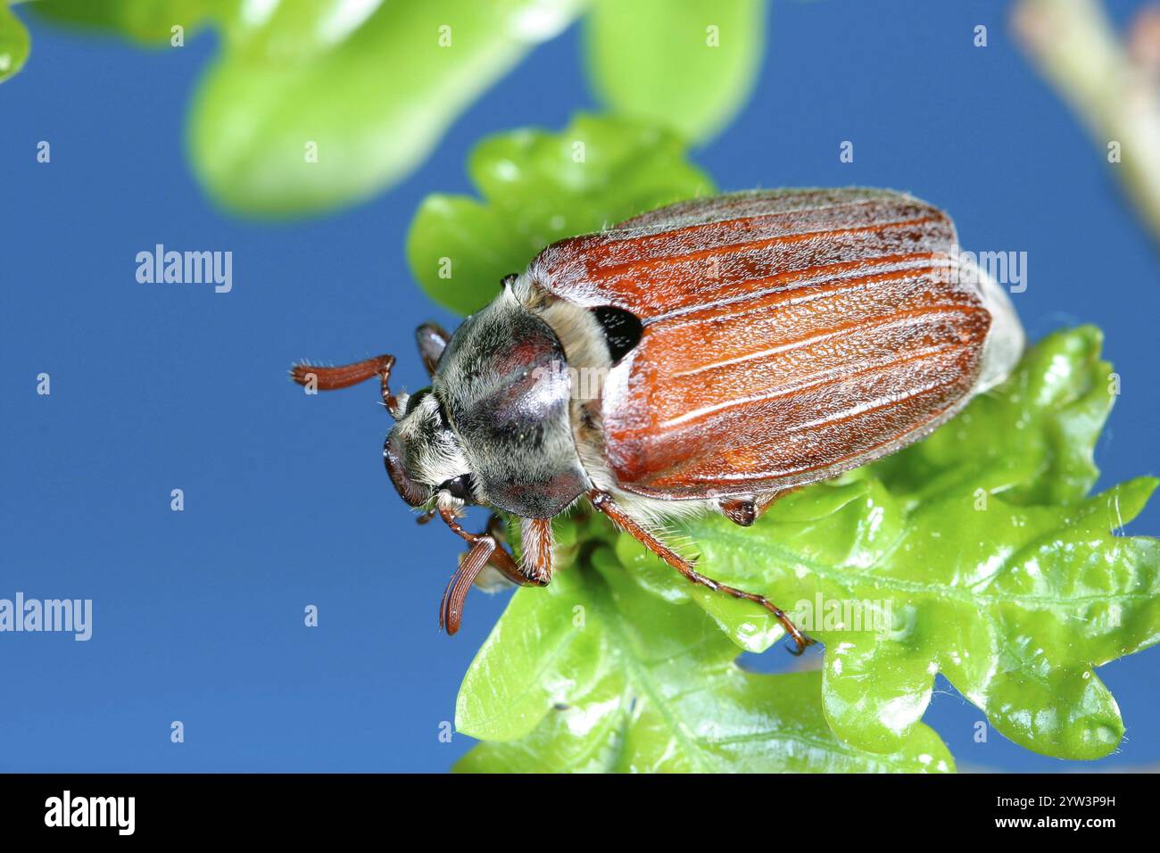 May beetle (Melolontha melolontha) on fresh oak leaves, Animals ...