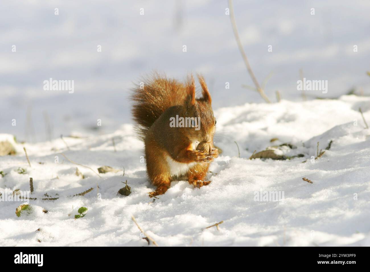 A Eurasian red squirrel (Sciurus vulgaris) in the snow eating a walnut ...