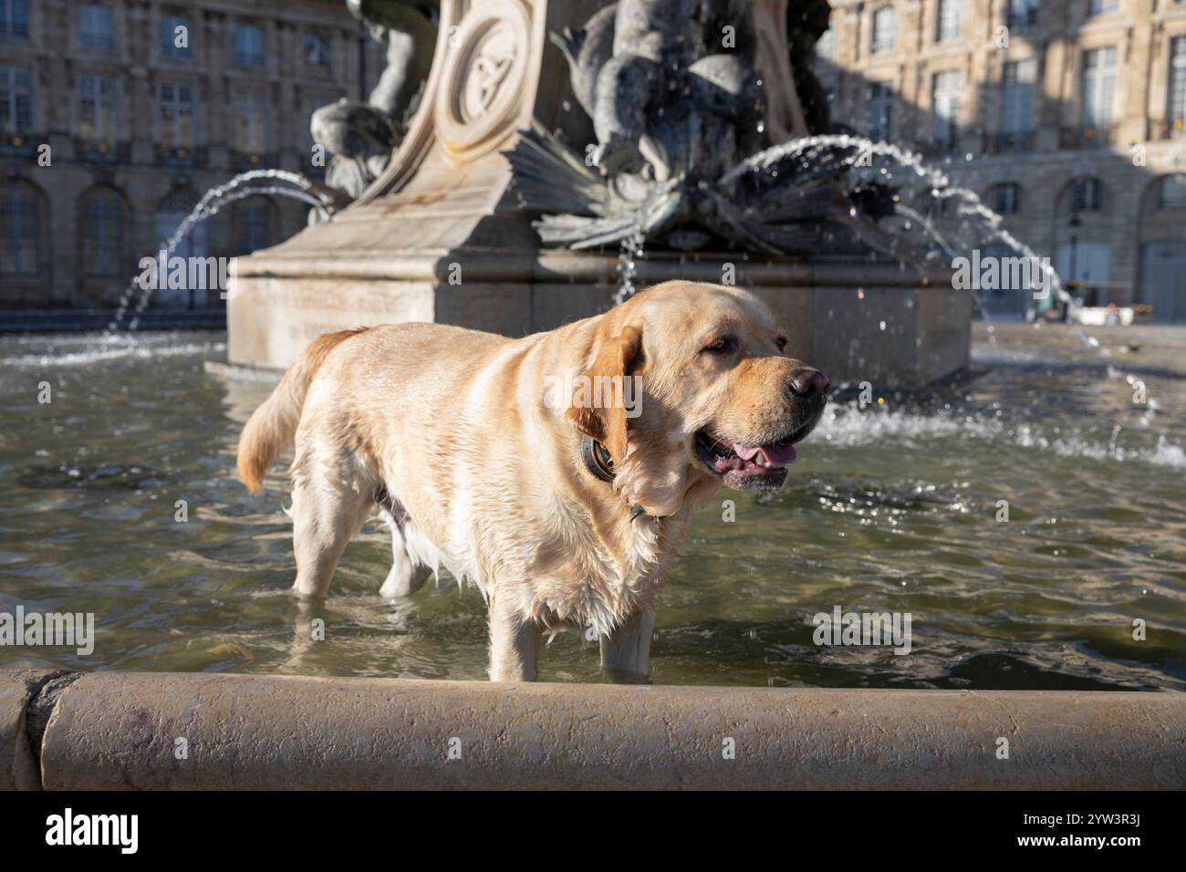 Golden Labrador dog in fountain in the Place de la Bourse, Bordeaux, Nouvelle-Aquitaine, France, Europe Stock Photo