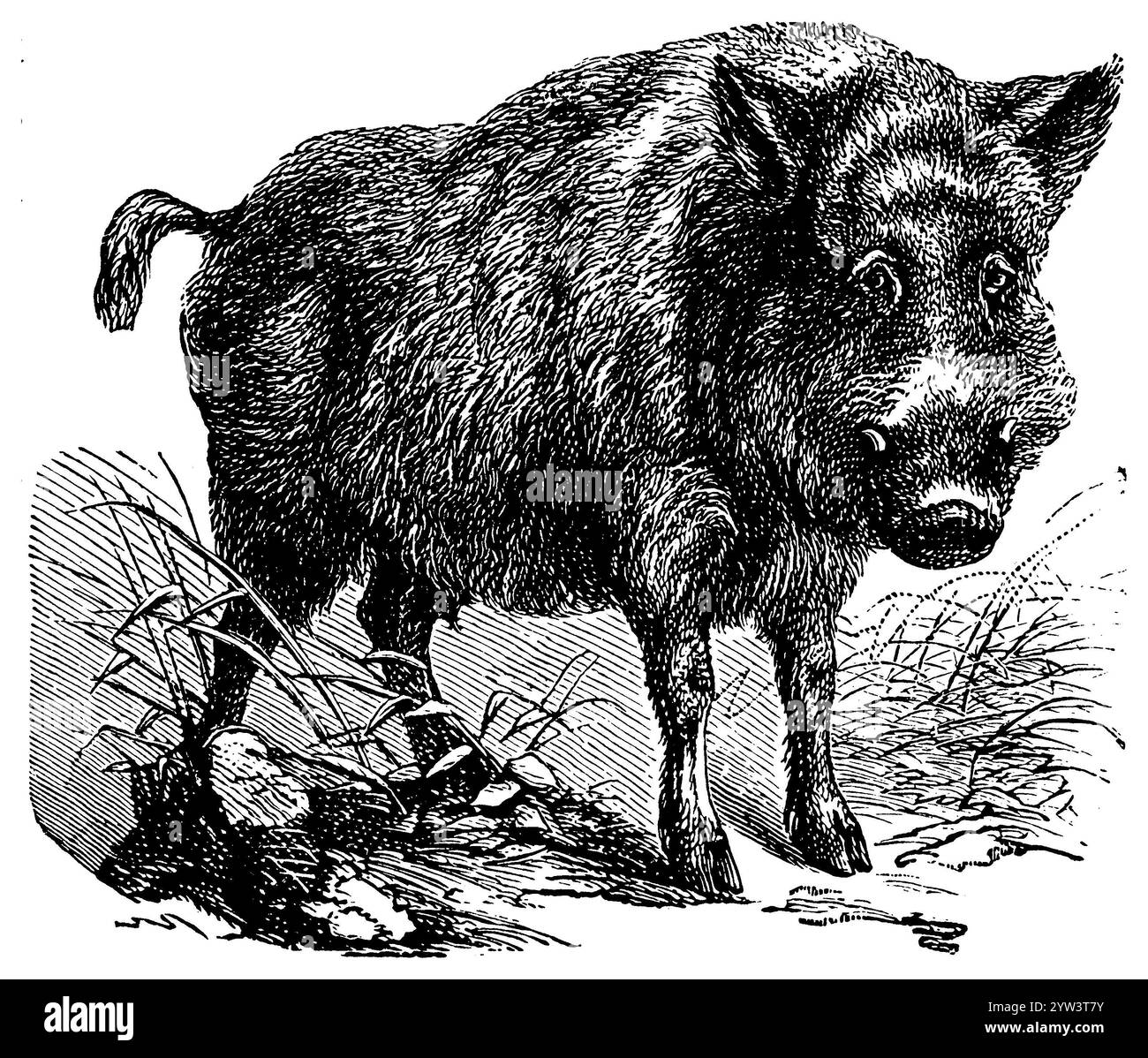 Schwarzwild wildschwein Cut Out Stock Images &amp; Pictures - Alamy