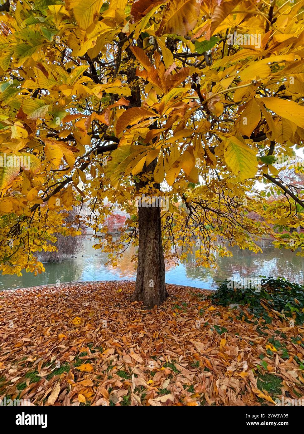 Deciduous tree in Autumn. El Retiro park, Madrid, Spain. - Smartphone Captured Stock Image