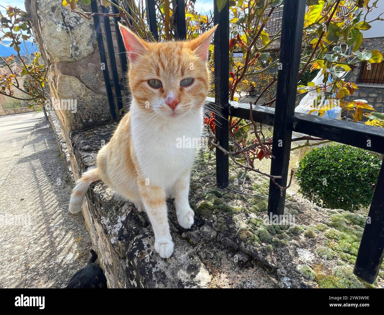 Tabby and white cat in the street Stock Photo - Alamy