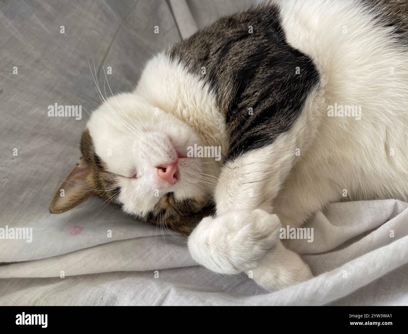 Tabby and white cat asleep. - Smartphone Captured Stock Image