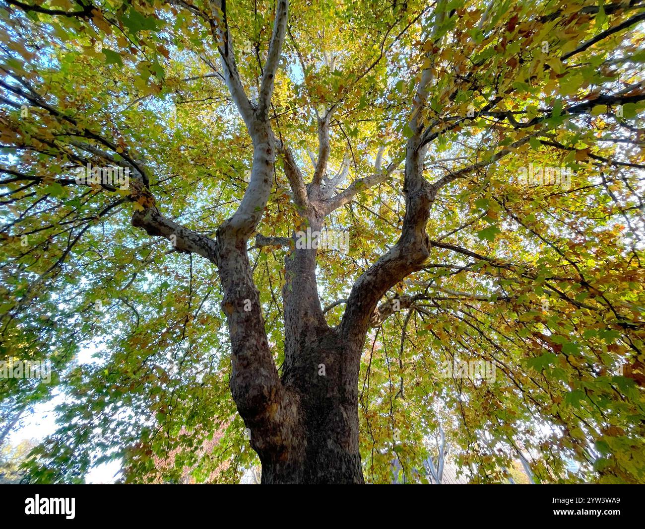 Deciduous tree in Autumn, view from below. - Smartphone Captured Stock Image