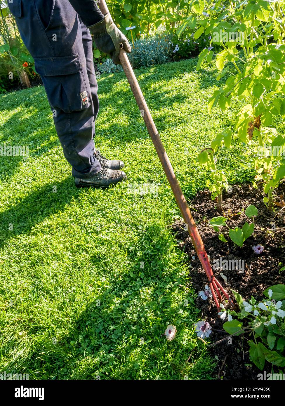 Hoeing flower beds Stock Photo