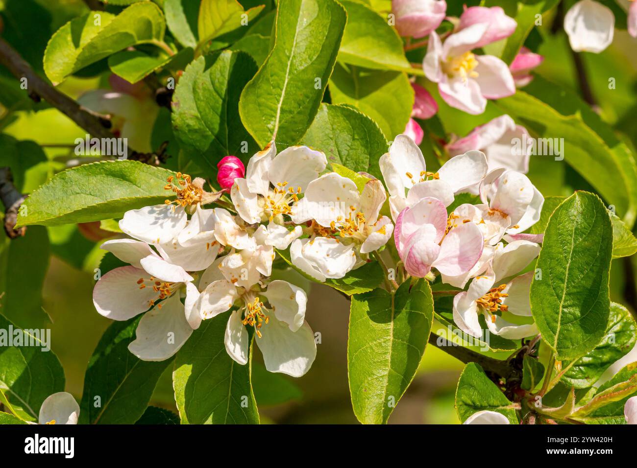 Crab Apple (Malus robusta) 'Red Sentinel' Stock Photo - Alamy