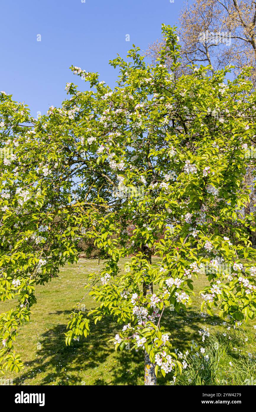 Crab Apple (Malus robusta) 'Red Sentinel' in bloom Stock Photo - Alamy