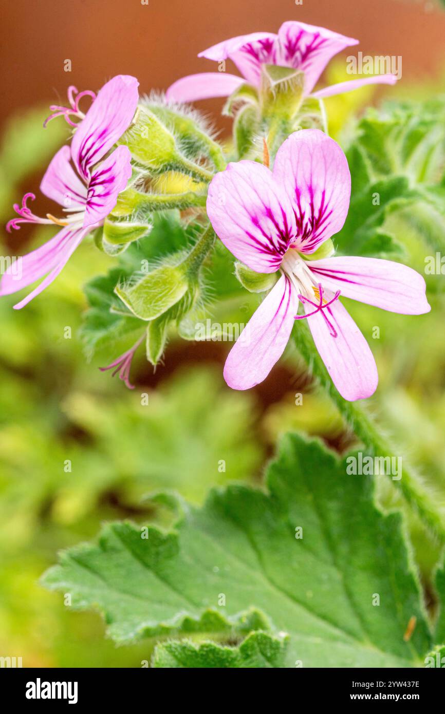 Wave Geranium Scented geranium (Pelargonium) 'Ocean Wave' Stock Photo - Alamy