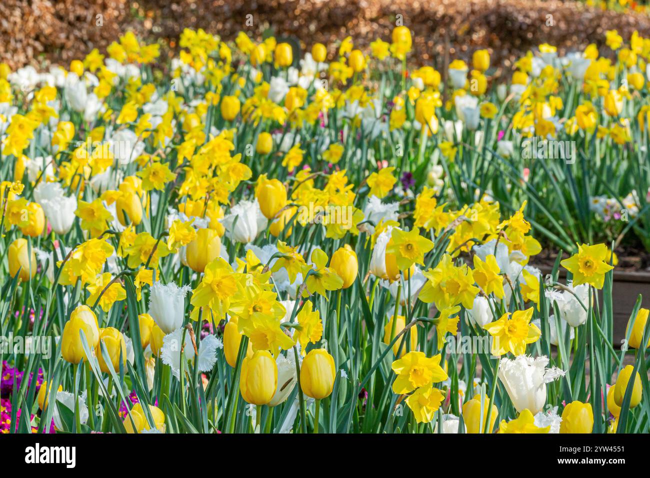 Spring bulbs bed, Tulips and Daffodils Stock Photo