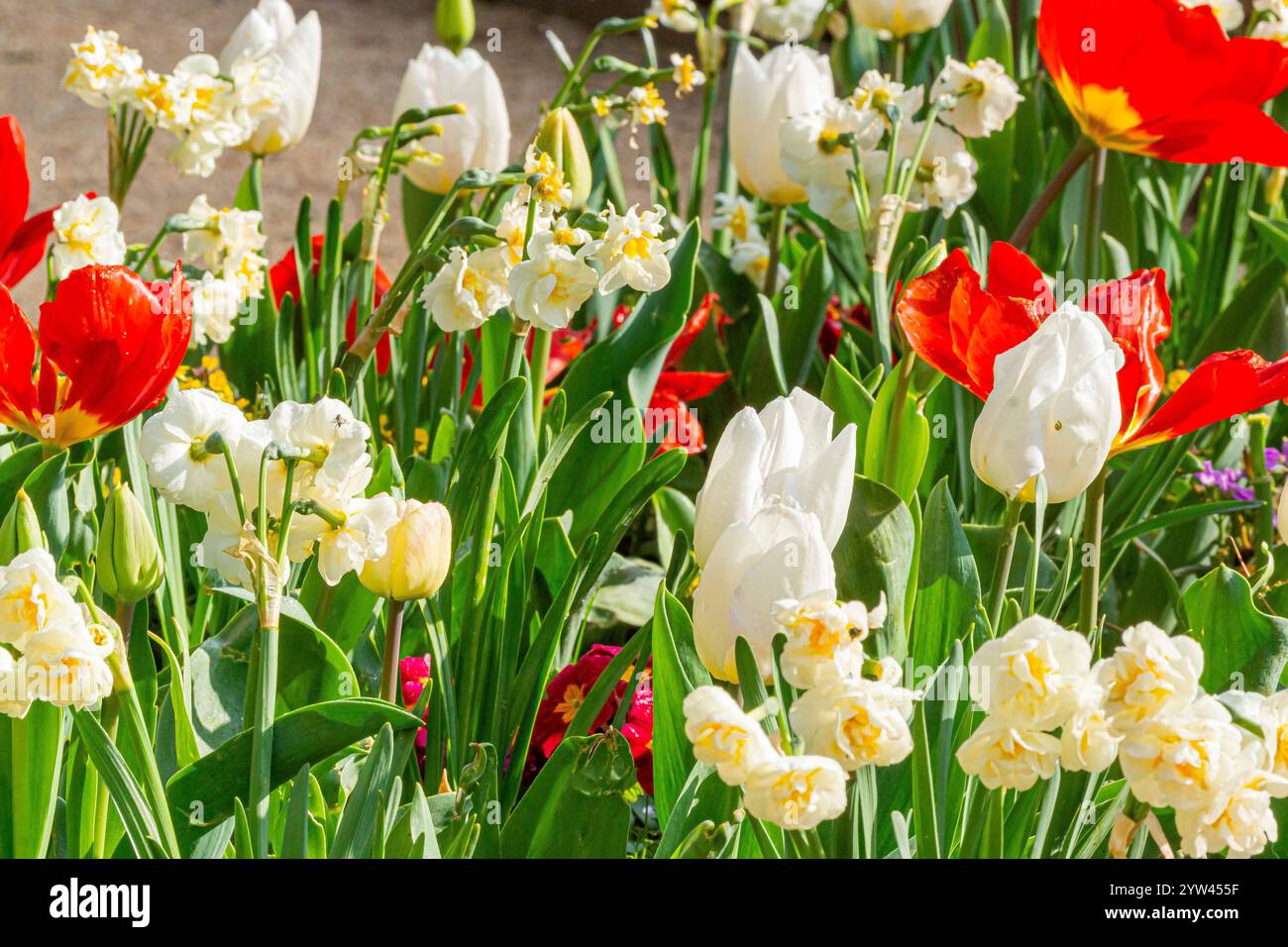 Spring bulb bed, Tulips, daffodils and primeroses Stock Photo