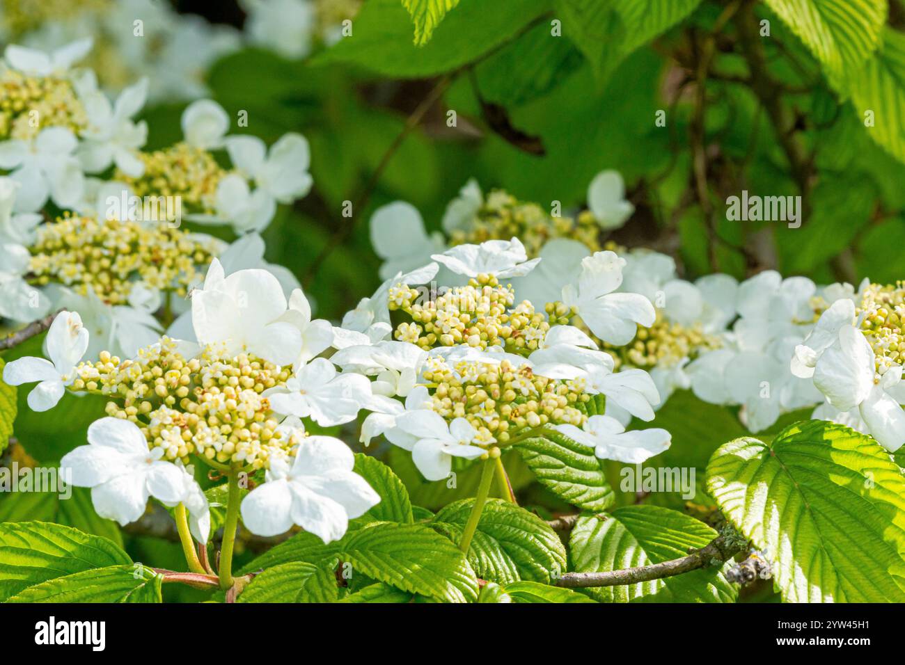 doublefile-viburnum-viburnum-plicatum-f-tomentosum-mariesii