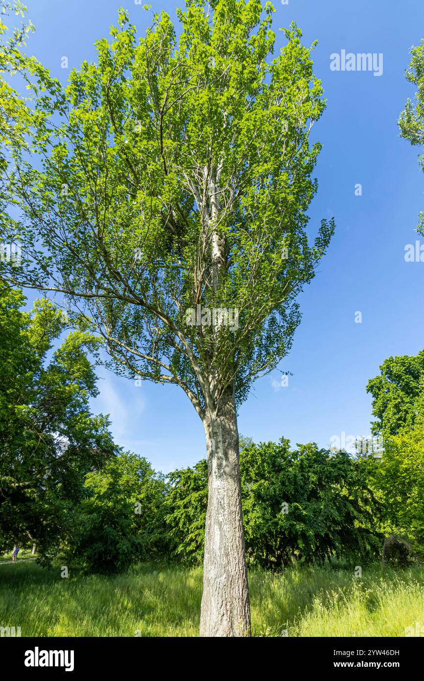 White Poplar (Populus alba) 'Raket' in spring Stock Photo