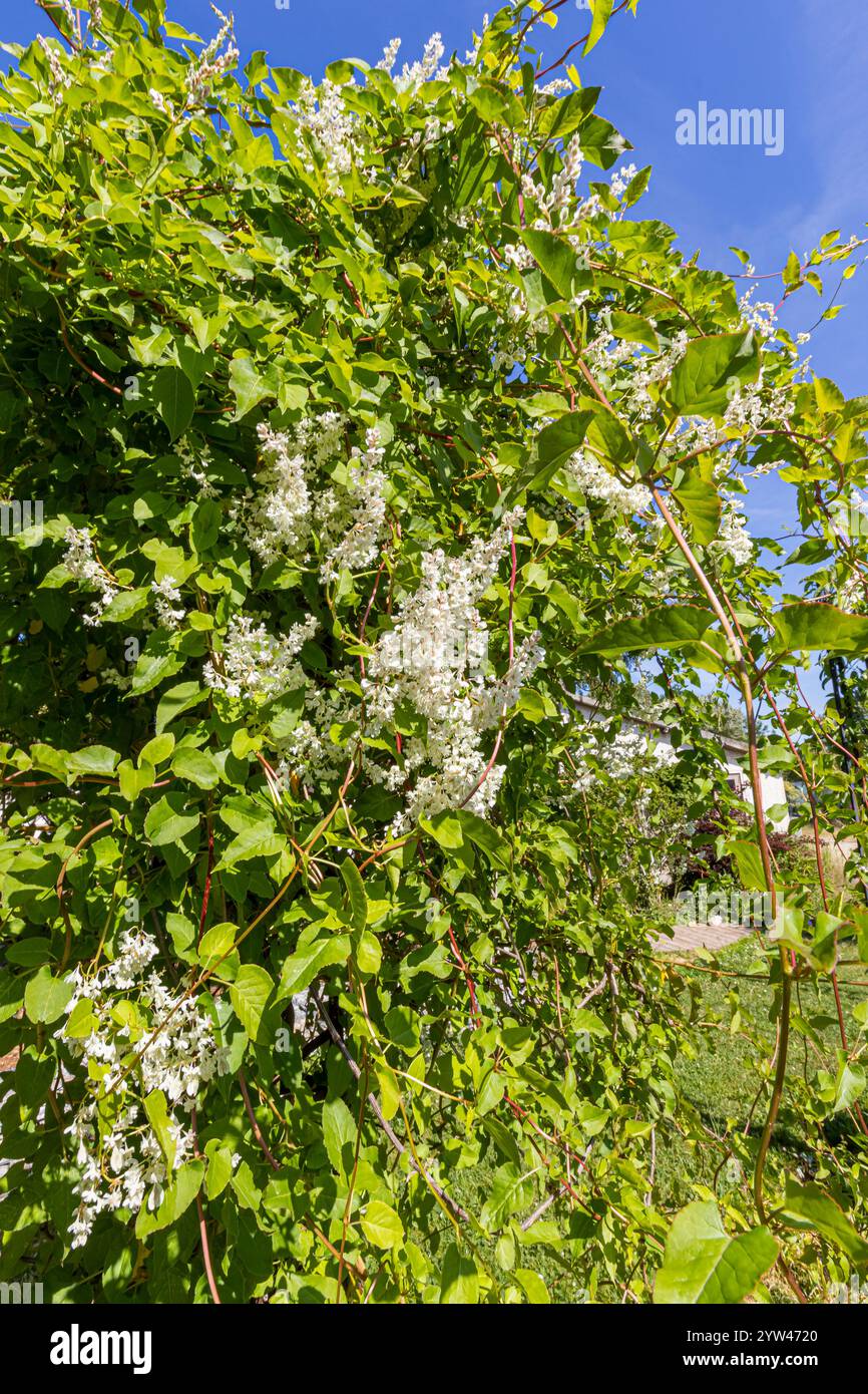 Silver Lace Vine (Fallopia baldschuanica) in bloom Stock Photo - Alamy