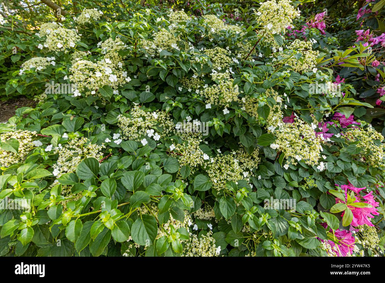 Climbing Hydrangea (Hydrangea anomala ssp. petiolaris) in bloom in spring Stock Photo