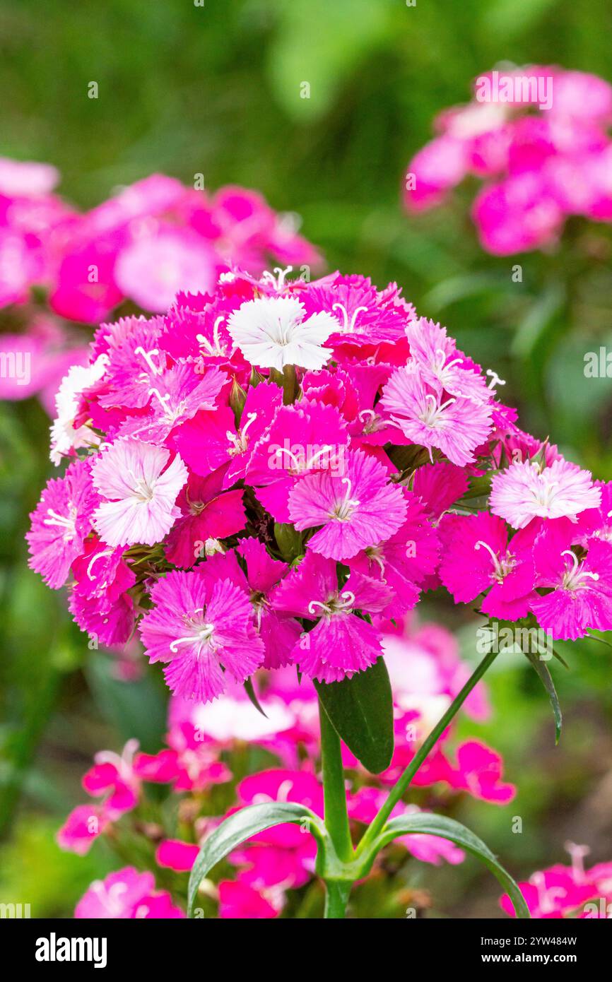 Sweet William 'Amazon Rose Magic', Dianthus barbatus x caryophyllus 'Amazon Rose Magic', flowers Stock Photo