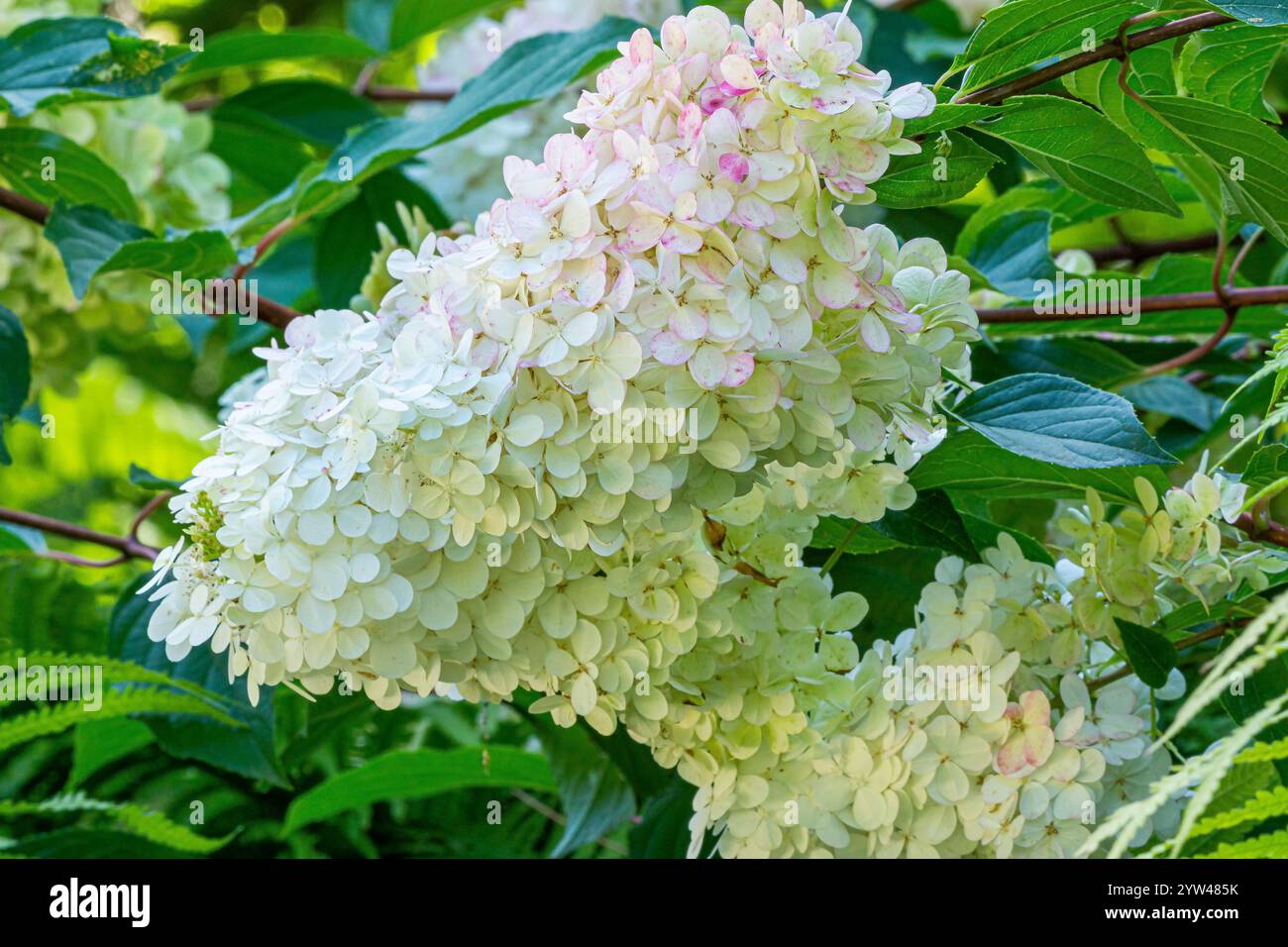 Panicled hydrangea, Hydrangea paniculata 'Vanille Fraise', flowers Stock Photo